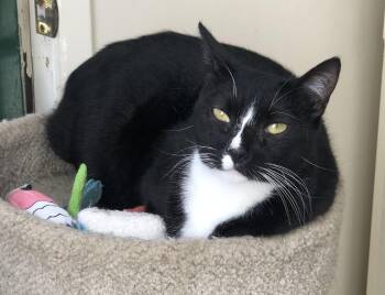 Tuxedo Cats Available for Adoption in Lompoc, California - Penelope | PetCurious