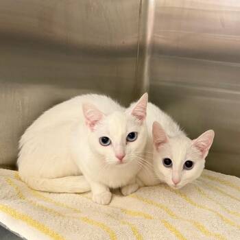Domestic Short Hair Cats Available for Adoption in Buffalo, New York - Darla | PetCurious