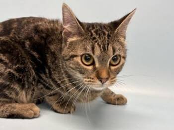 Everin -  Domestic Short Hair Cat for Adoption in Minneapolis, Minnesota - Everin | PetCurious