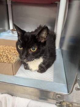Cookie (Actual) -  Domestic Short Hair Cat for Adoption in Cincinnati, Ohio - Cookie (Actual) | PetCurious