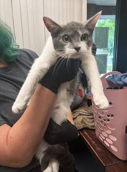 Rescue Domestic Short Hair Cats for Adoption in Nashville, Tennessee - Mama Molly | PetCurious