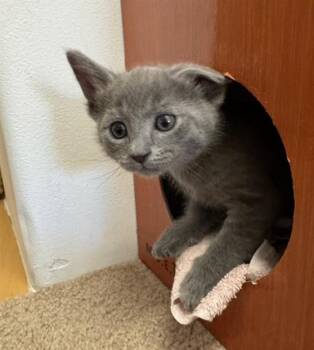 HOKU -  Domestic Short Hair Cat for Adoption in Santa Fe, New Mexico - HOKU | PetCurious