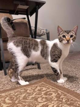 Blaze -  Domestic Short Hair Cat for Adoption in Houston, Texas - Blaze | PetCurious