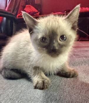 Domestic Short Hair Cats Available for Adoption in Port Washington, Wisconsin - Angel  | PetCurious