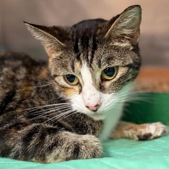 Kitty Purry -  Domestic Short Hair Cat for Adoption in Newark, New Jersey - Kitty Purry | PetCurious