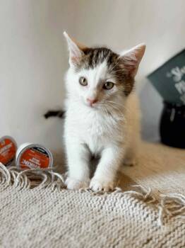 Rescue Calico Cats for Adoption in Effingham, Illinois - Espresso | PetCurious