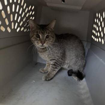 Domestic Short Hair Cats Available for Adoption in Columbus, North Carolina - Nudge | PetCurious