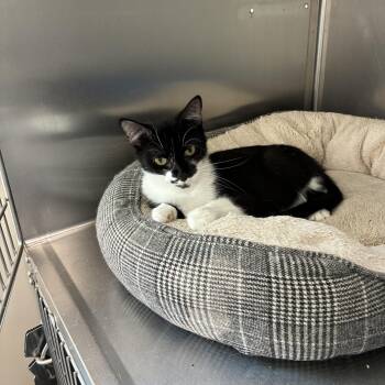 Scooter -  Domestic Short Hair Cat for Adoption in Woodbridge, Connecticut - Scooter | PetCurious