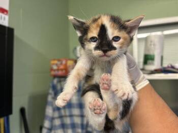 SESAME -  Domestic Short Hair Cat for Adoption in Grand Prairie, Texas - SESAME | PetCurious