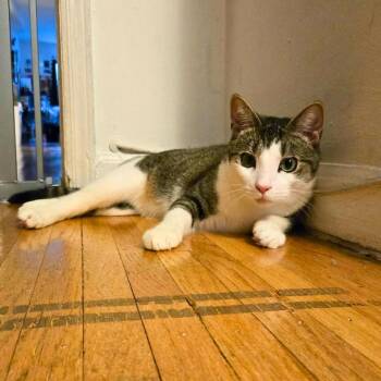 Plum -  Domestic Short Hair Cat for Adoption - Plum | PetCurious