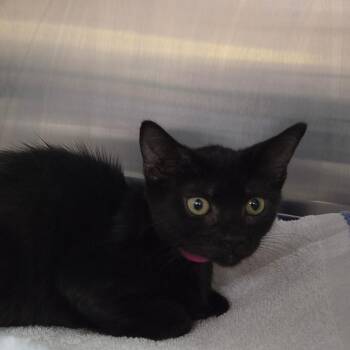 Honeydew -  Domestic Short Hair Cat for Adoption in Lakeland, Florida - Honeydew | PetCurious