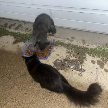 FOUND Elmore -  Russian Blue Cat for Adoption in Rochester, Minnesota - FOUND Elmore | PetCurious