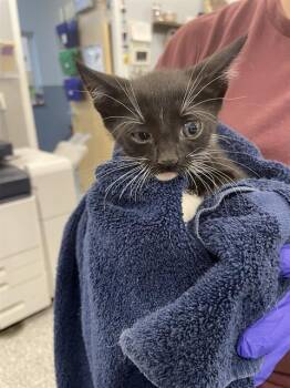 TANGO -  Domestic Short Hair Cat for Adoption in Palmetto, Florida - TANGO | PetCurious