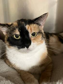 Rescue Domestic Short Hair Cats for Adoption in Lunenburg, Massachusetts - Ebonee | PetCurious