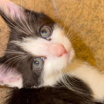 Hunter -  Domestic Short Hair Cat for Adoption in Philadelphia, Pennsylvania - Hunter | PetCurious