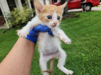 Domestic Short Hair Cats Available for Adoption in Houston, Texas - A654191 | PetCurious