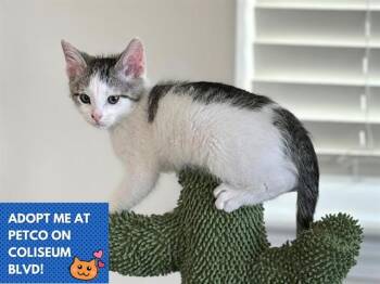 JERRY -  Domestic Short Hair Cat for Adoption in Fort Wayne, Indiana - JERRY | PetCurious