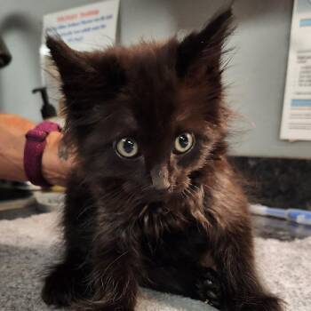 Scrappy -  Domestic Long Hair Cat for Adoption in Brighton, Missouri - Scrappy | PetCurious