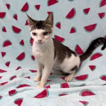 Marigold -  Domestic Short Hair Cat for Adoption in Valdosta, Georgia - Marigold | PetCurious