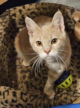 Domestic Short Hair Cats Available for Adoption - Nugget | PetCurious