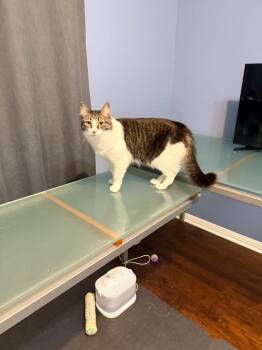 Maris -  Tabby Cat for Adoption in San Antonio, Texas - Maris | PetCurious