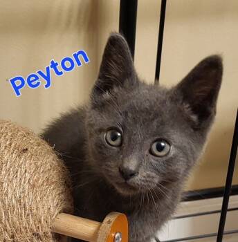 Rescue Domestic Short Hair Cats for Adoption in New Bern, North Carolina - PEYTON Manning Kitten | PetCurious