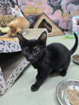 Cashew -  Domestic Short Hair Cat for Adoption in Savannah, Georgia - Cashew | PetCurious