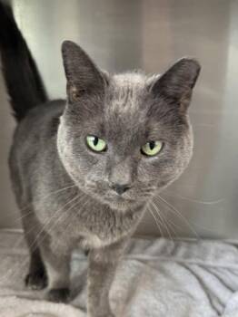 Domestic Short Hair Cats Available for Adoption in West Chester, Pennsylvania - Anchovy | PetCurious