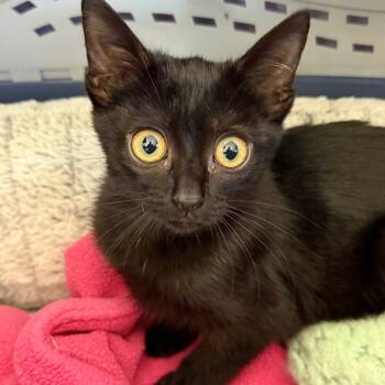 Rescue Domestic Short Hair Cats for Adoption in Los Angeles, California - Hedwig | PetCurious