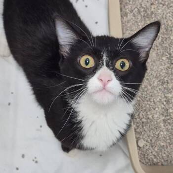 Vogue -  Domestic Short Hair Cat for Adoption in Hattiesburg, Mississippi - Vogue | PetCurious