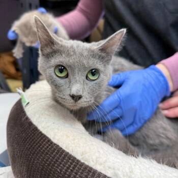 Domestic Short Hair Cats Available for Adoption - Jade | PetCurious