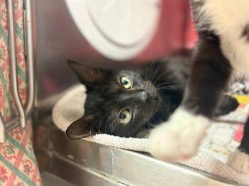 VENUS -  Domestic Short Hair Cat for Adoption in Fort Wayne, Indiana - VENUS | PetCurious
