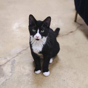 Domestic Short Hair Cats Available for Adoption - Tuco  | PetCurious