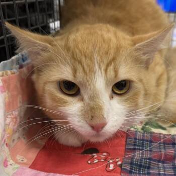 Clementine -  Domestic Short Hair Cat for Adoption in Las Cruces, New Mexico - Clementine | PetCurious