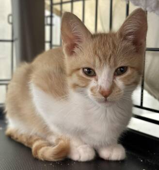 Rescue Domestic Short Hair Cats for Adoption in San Carlos, California - Wesley | PetCurious