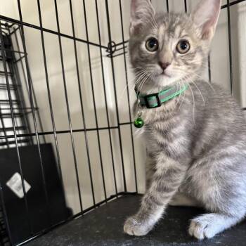 Apricot - Chino Hills Location -  Domestic Short Hair Cat for Adoption in Chino Hills, California - Apricot - Chino Hills Location | PetCurious