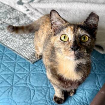 Domestic Short Hair Cats Available for Adoption in Denver, Colorado - Tweetie Houston | PetCurious