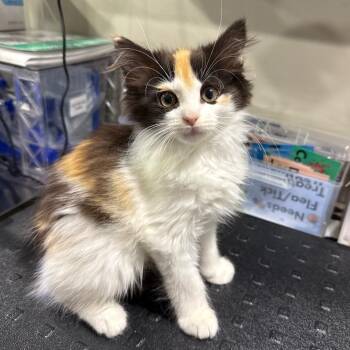Flo -  Domestic Medium Hair Cat for Adoption in Bridgeville, Pennsylvania - Flo | PetCurious