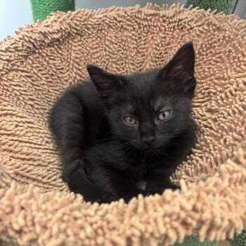 Kaz -  Domestic Short Hair Cat for Adoption in Corpus Christi, Texas - Kaz | PetCurious
