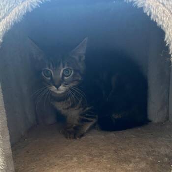 Apollo -  Domestic Short Hair Cat for Adoption in West Des Moines, Iowa - Apollo | PetCurious