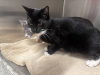 Rescue Domestic Short Hair Cats for Adoption in Atlanta, Georgia - Tommie FKA BMO | PetCurious