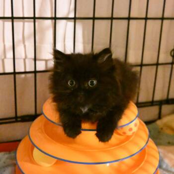 Baby Bear (Greenlawn Kitten 6) -  Domestic Long Hair Cat for Adoption in Westport, Connecticut - Baby Bear (Greenlawn Kitten 6) | PetCurious