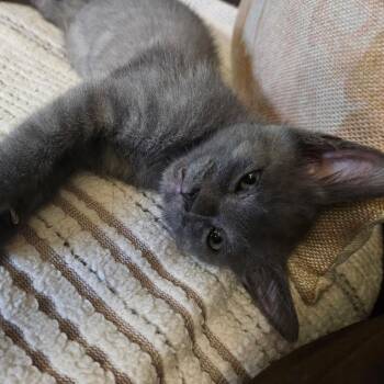 Jack* -  Domestic Short Hair Cat for Adoption in San Gabriel, California - Jack* | PetCurious