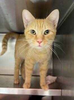 HORUS -  Domestic Short Hair Cat for Adoption in Louisville, Kentucky - HORUS | PetCurious
