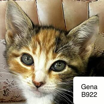 Domestic Medium Hair Cats Available for Adoption in Morganton, North Carolina - Gena | PetCurious