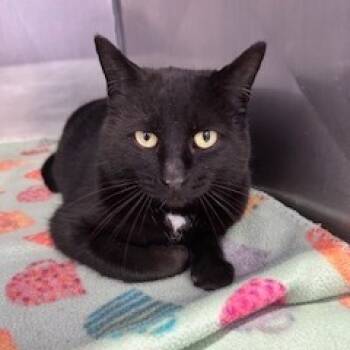 Rescue Domestic Short Hair Cats for Adoption in Grinnell, Iowa - Elphaba | PetCurious