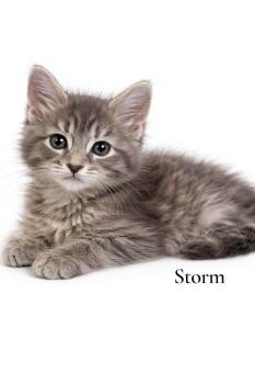 Domestic Long Hair Cats Available for Adoption in Stevensville, Michigan - Storm | PetCurious