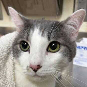 Melon -  Domestic Short Hair Cat for Adoption in Asheville, North Carolina - Melon | PetCurious