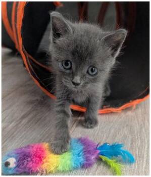 Calamity Jane -  Domestic Short Hair Cat for Adoption in Oak Ridge, Tennessee - Calamity Jane | PetCurious