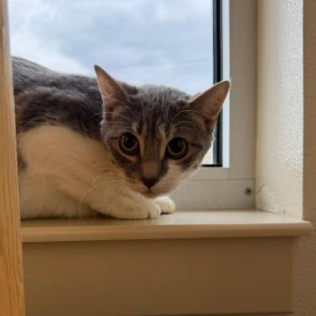 Domestic Short Hair Cats Available for Adoption in Cody, Wyoming - Tina | PetCurious